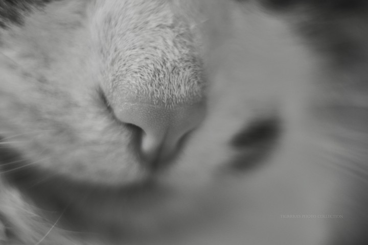 cat black and white