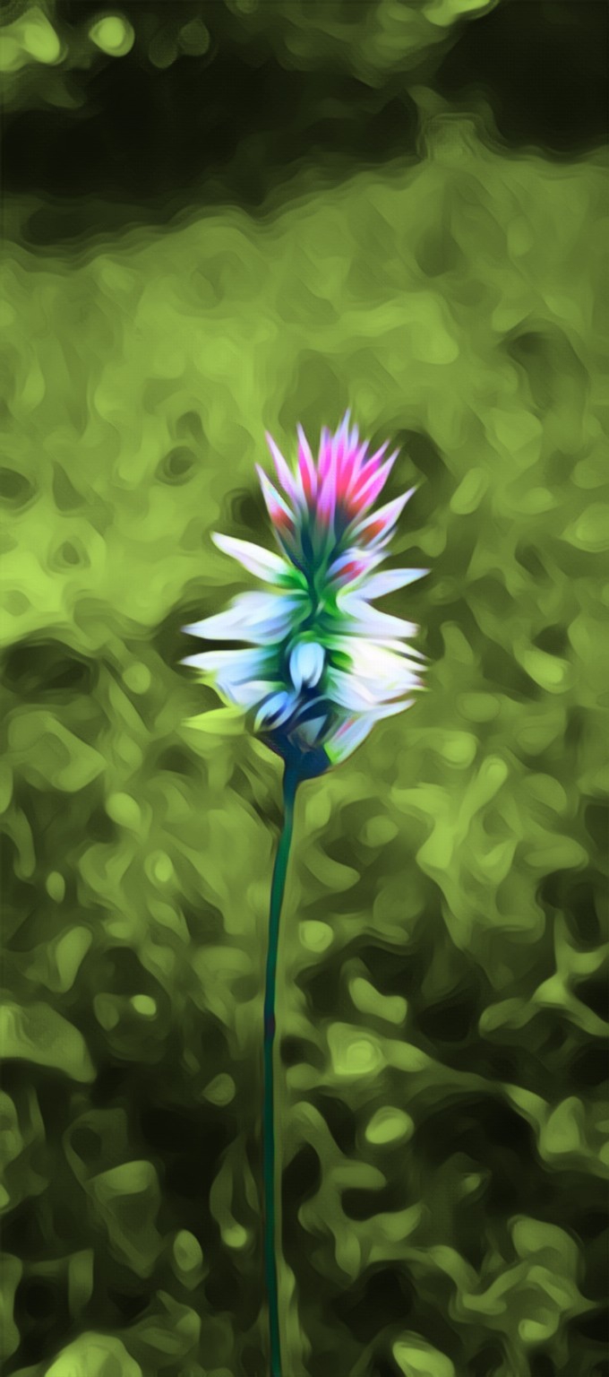 Bud