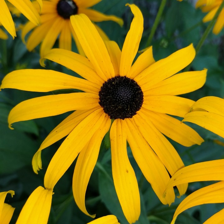 Daisy