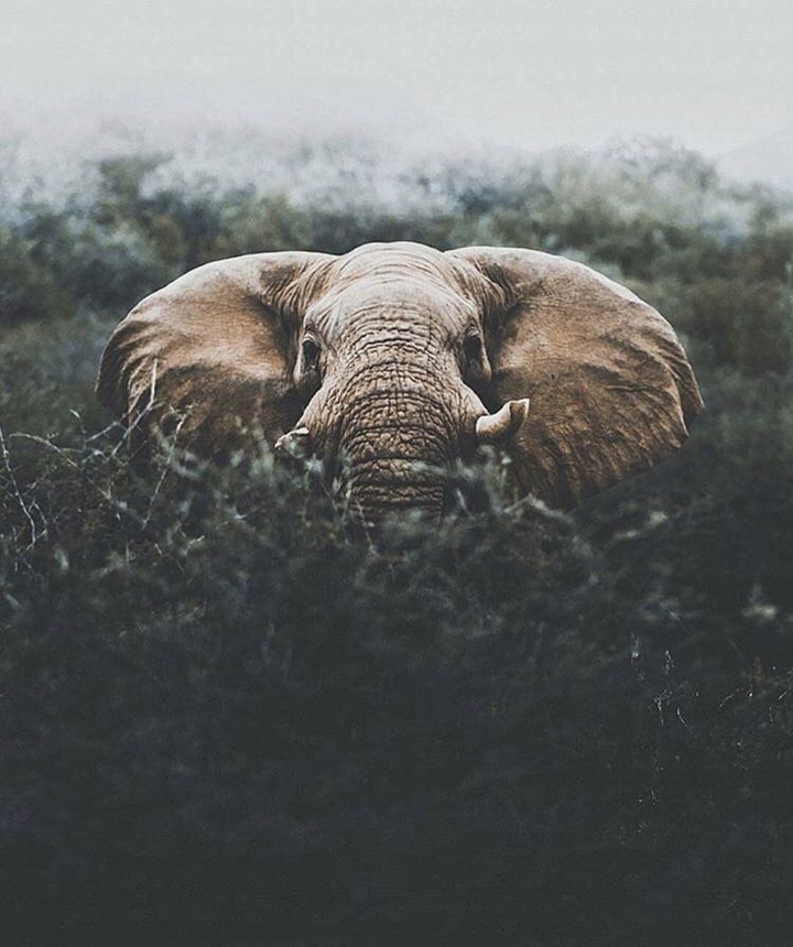 elephant