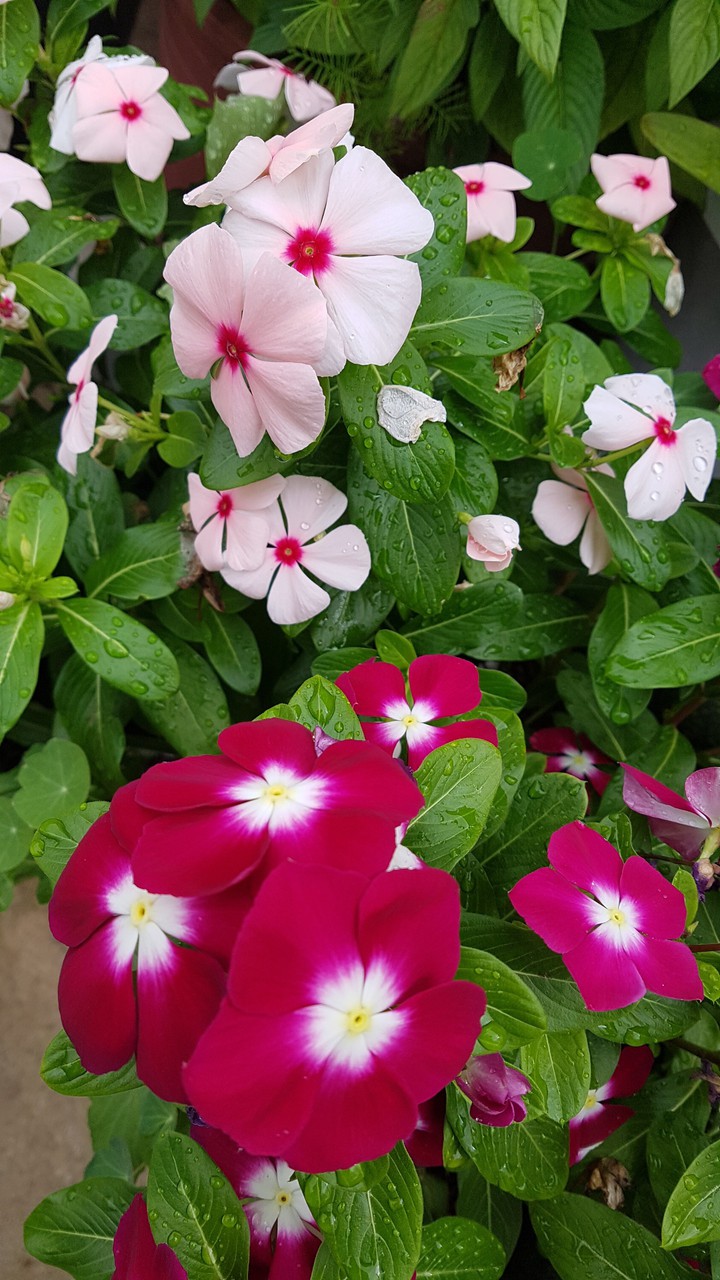 flower