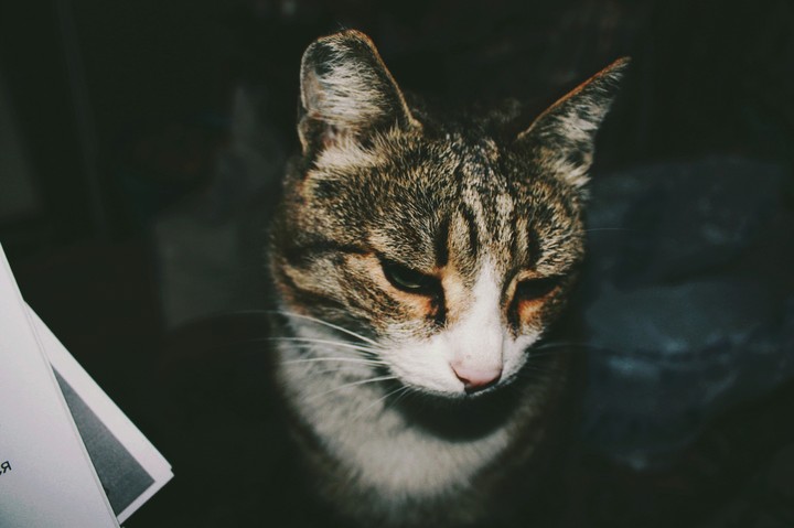 мой котэ
