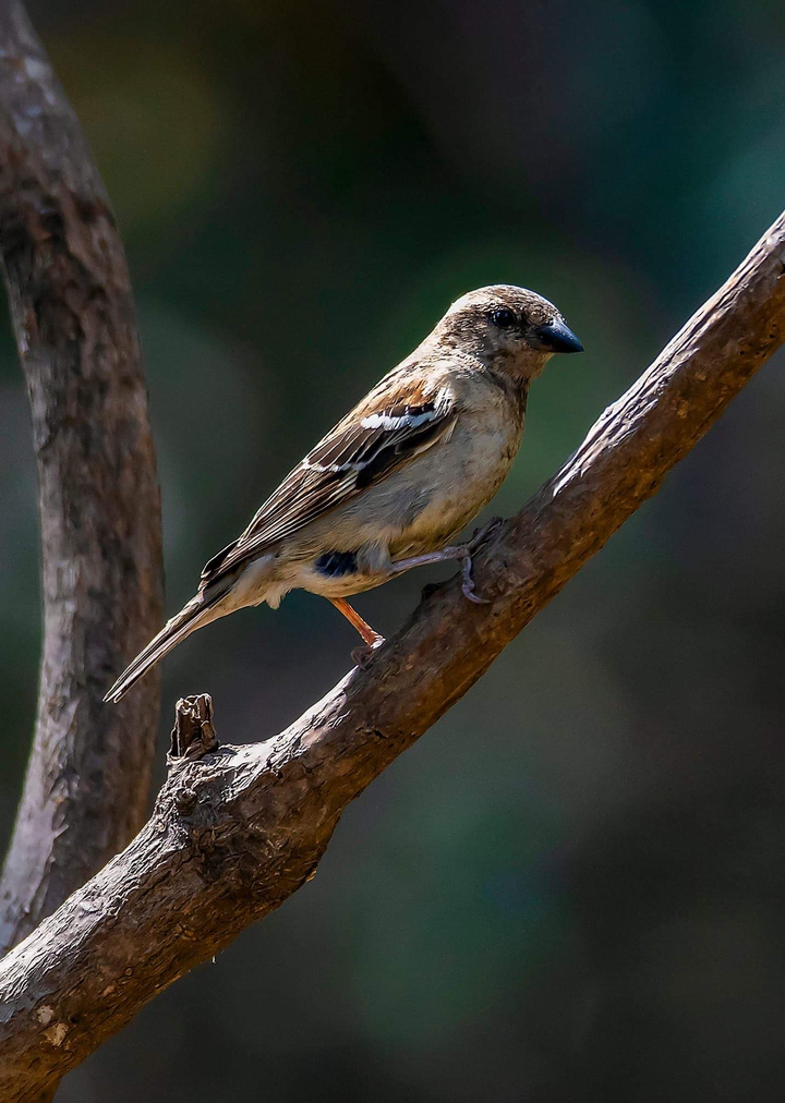 Sparrow