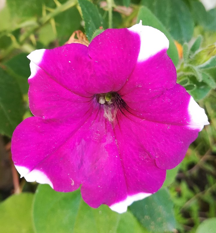 petunia