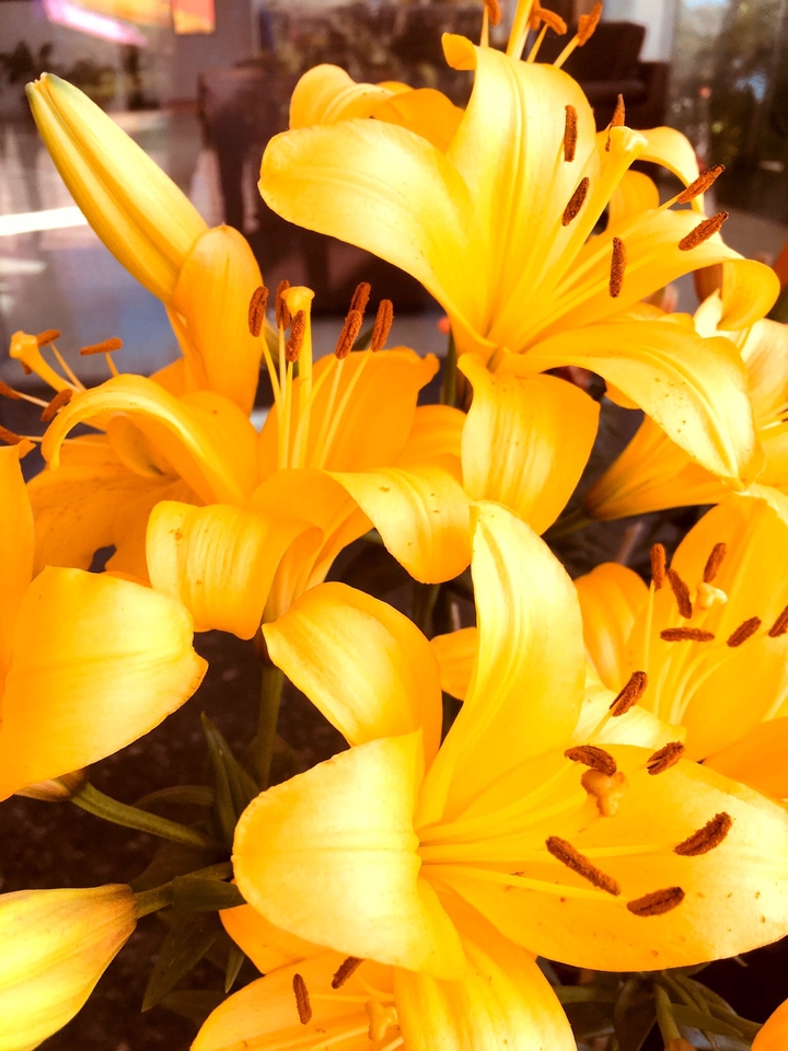 Yellow Lilies