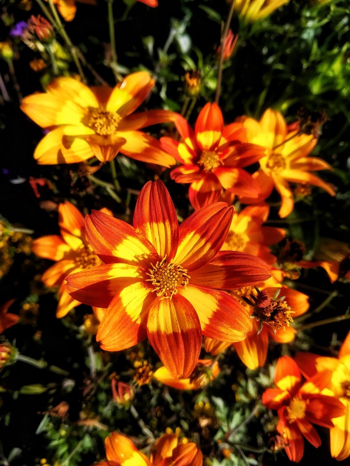orange and red