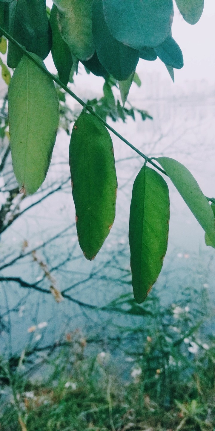 Leaves