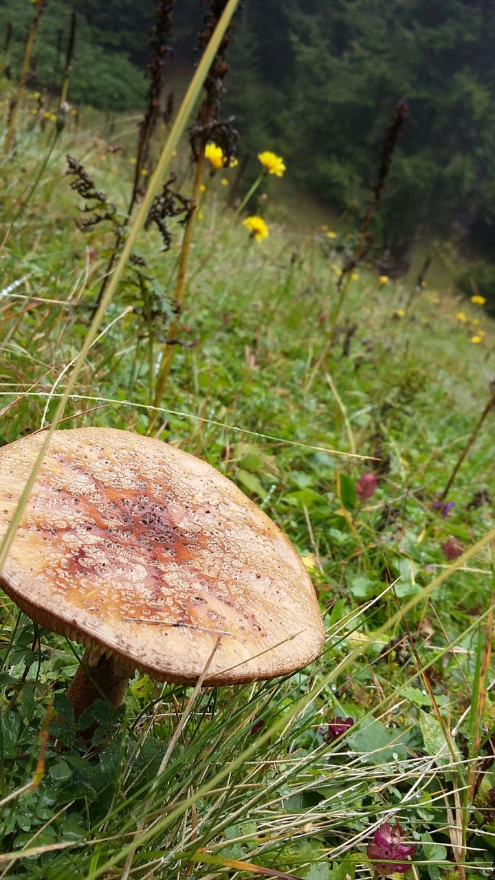 Mushroom