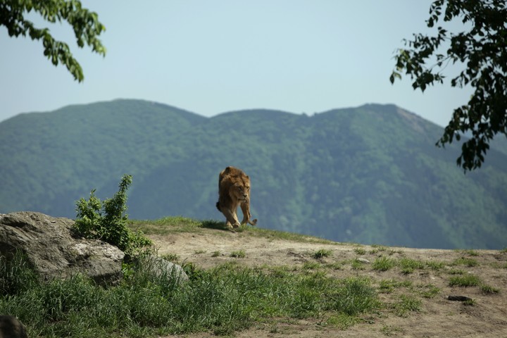 동물이미지