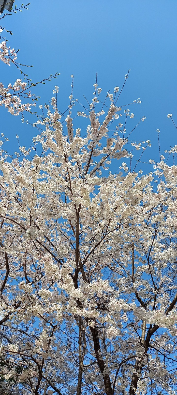 벗꽃♡♡