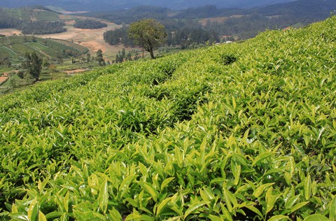 tea estate