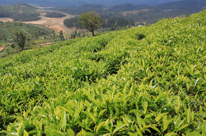 tea estate