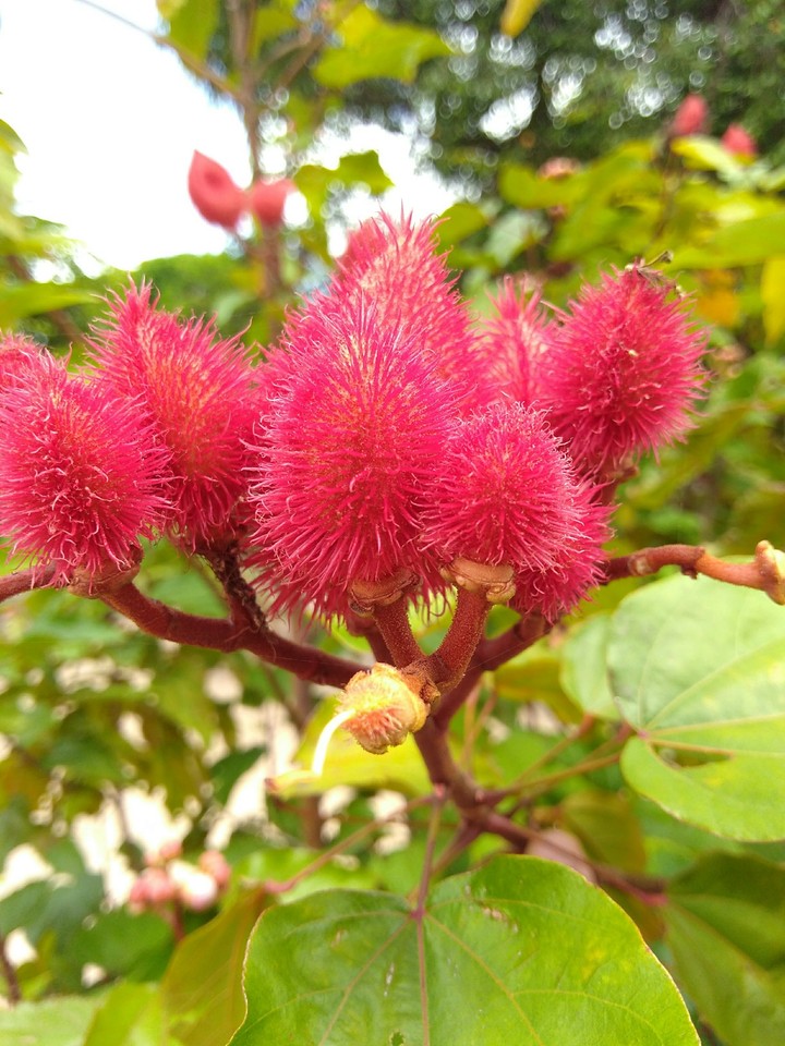 natureza