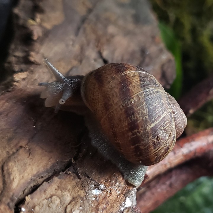 snail
