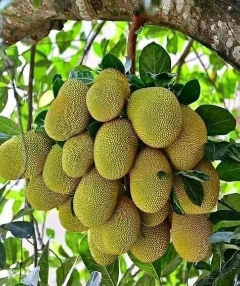 ĐGG