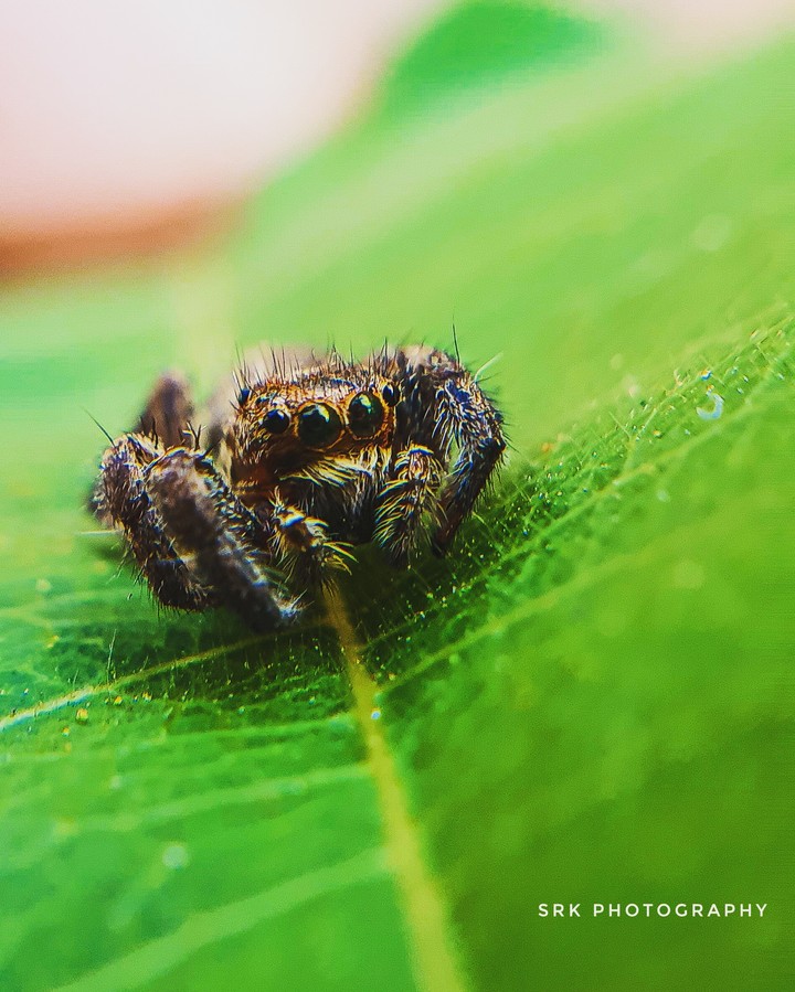 spider???