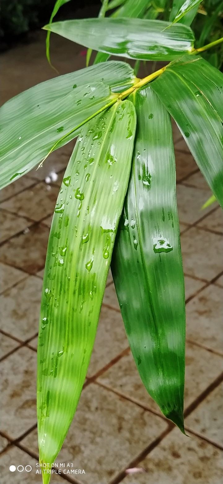 bamboo leaves