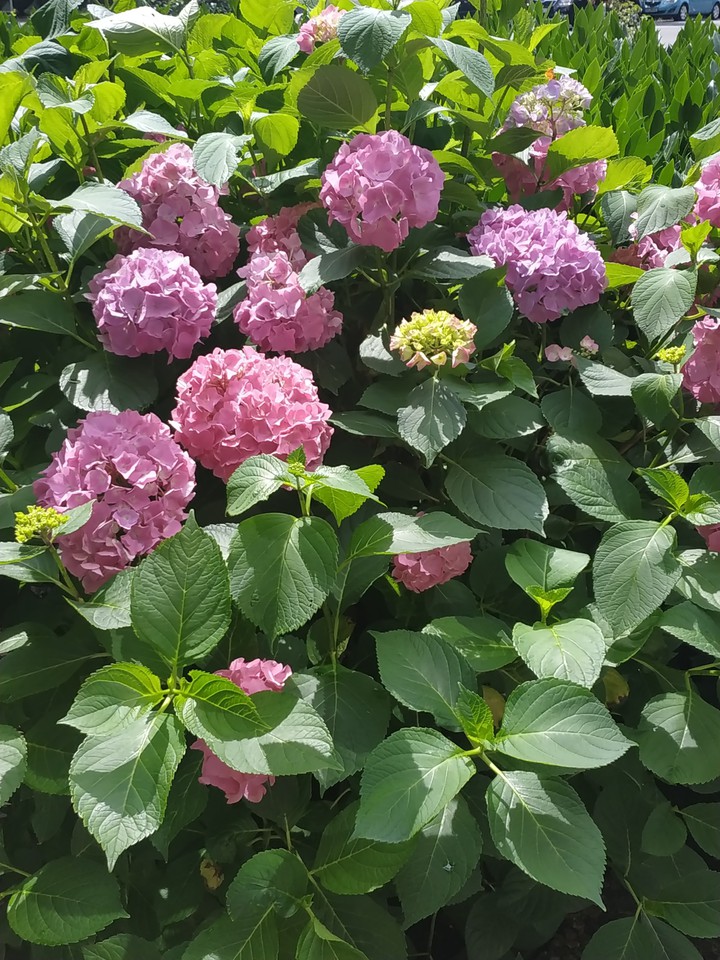 hydrangea