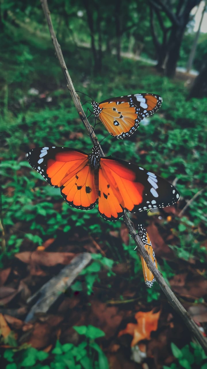 Butterfly ?