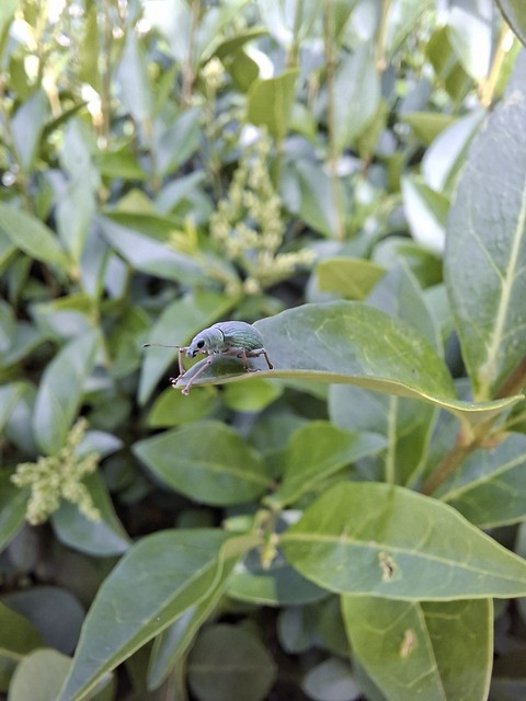 papéis de parede arthropod, menispermaceae
