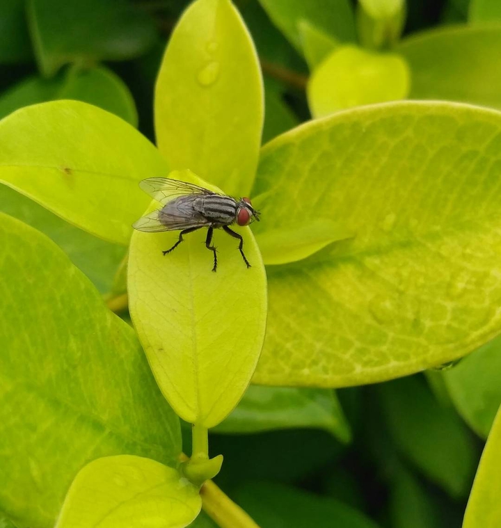 The Greenflee
