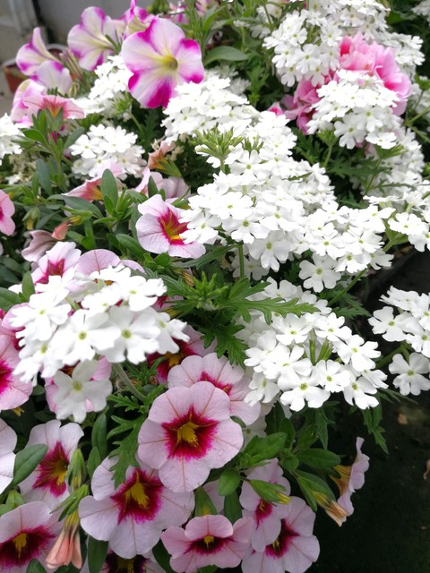 Garten Blumen