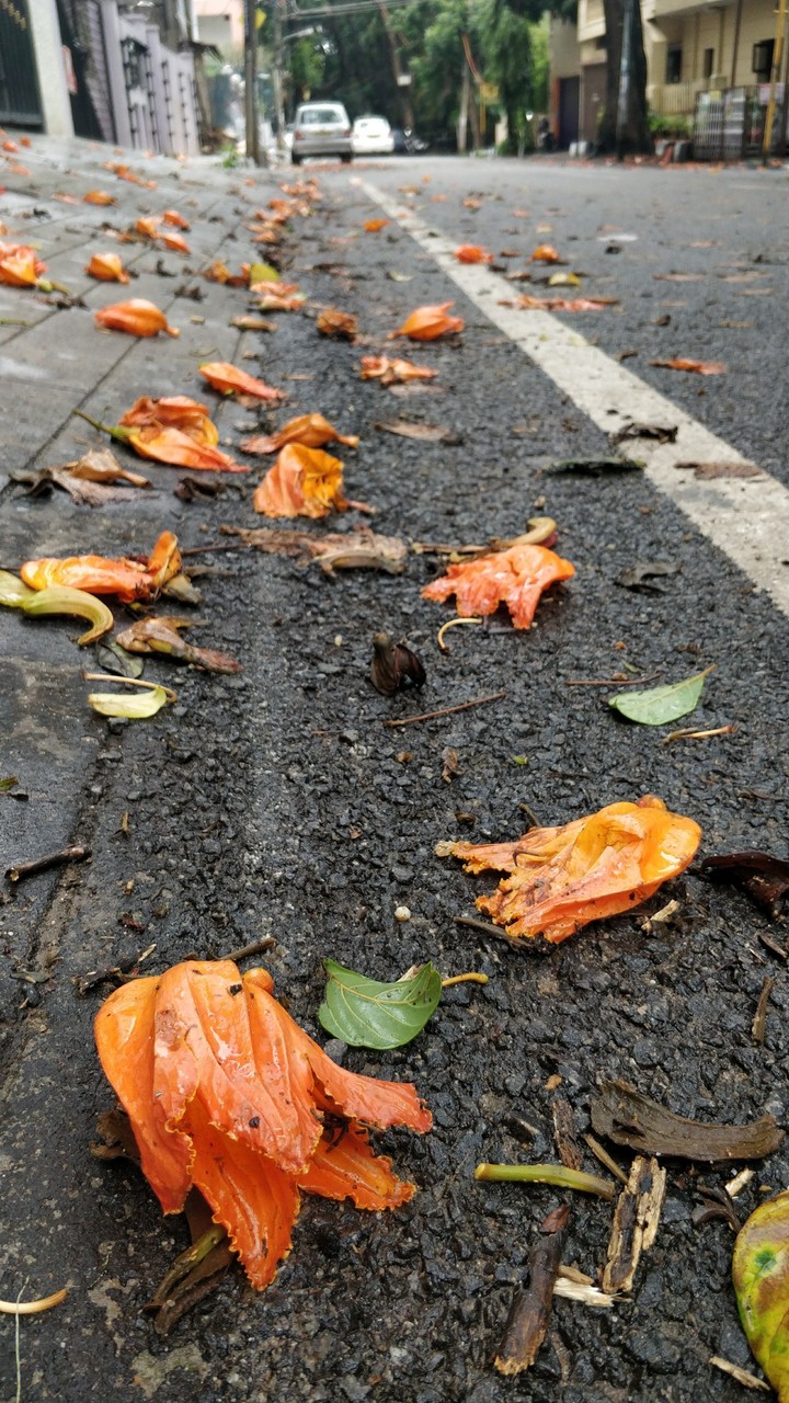 fallen flowers