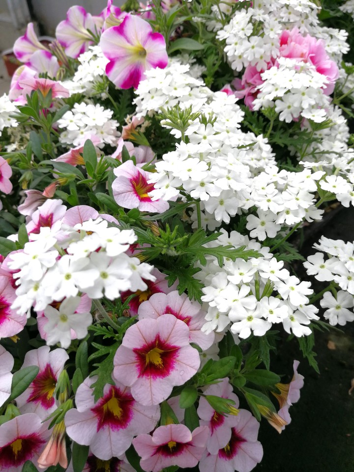 Garten Blumen