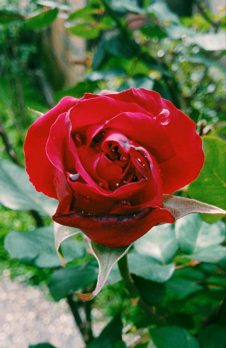 Rosa