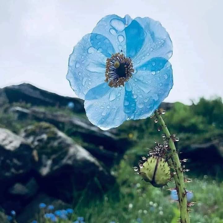 flower