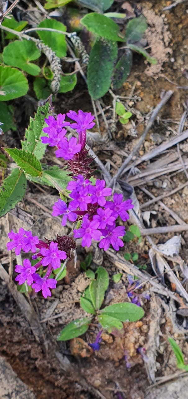purple flower