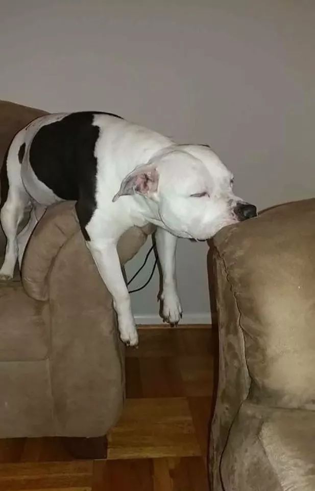 dog... ohhh dog