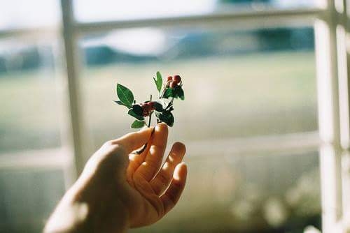 flower