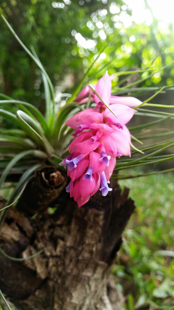 Bromélia Tillandsia // Tillandsia Bromeliad
