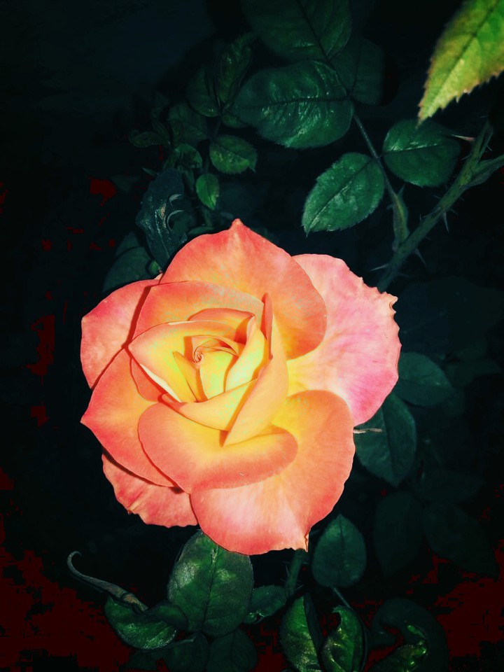 fleurs