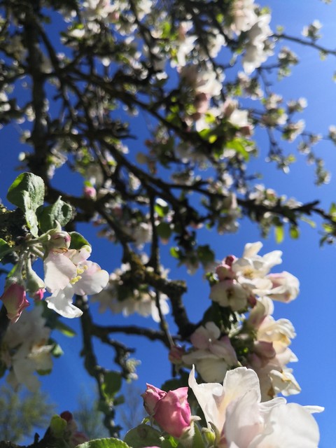 petal, branch wallpapers