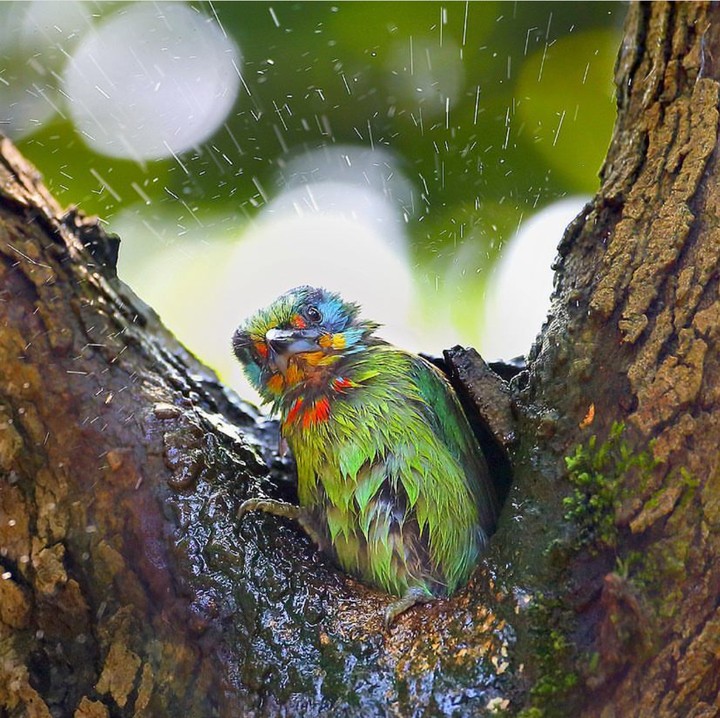 get wet