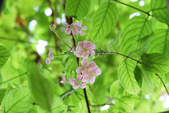 flowers and leaves