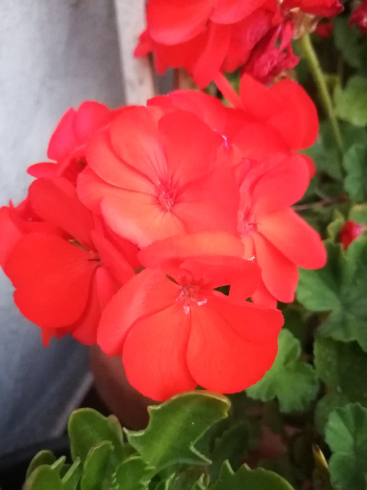 Blossom