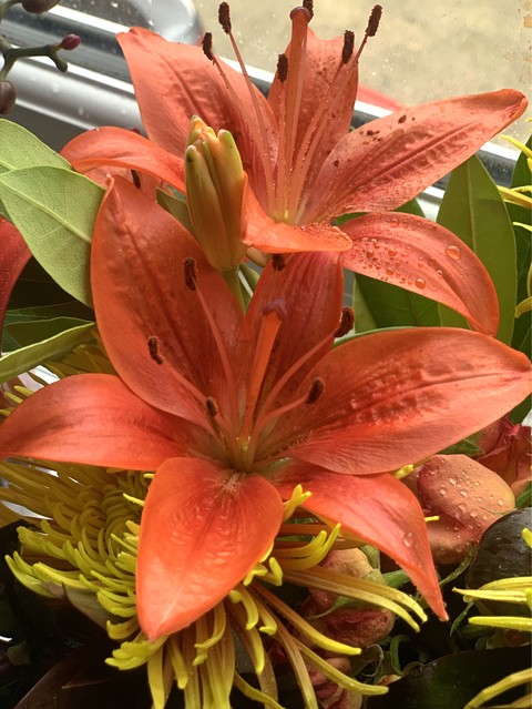 orange flowers dew drops