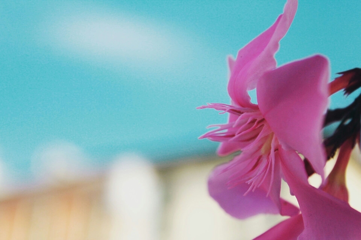 little cute flower !
