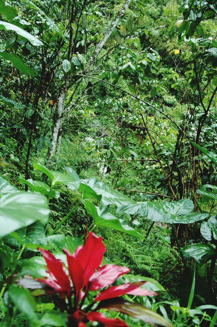 rood in groen