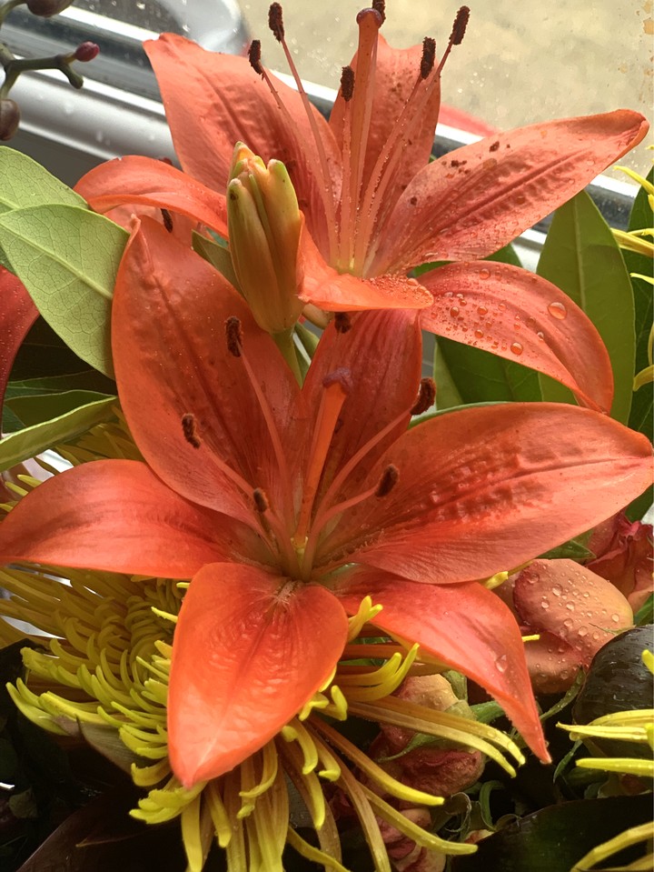orange flowers dew drops