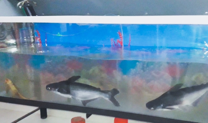 shark fish..!