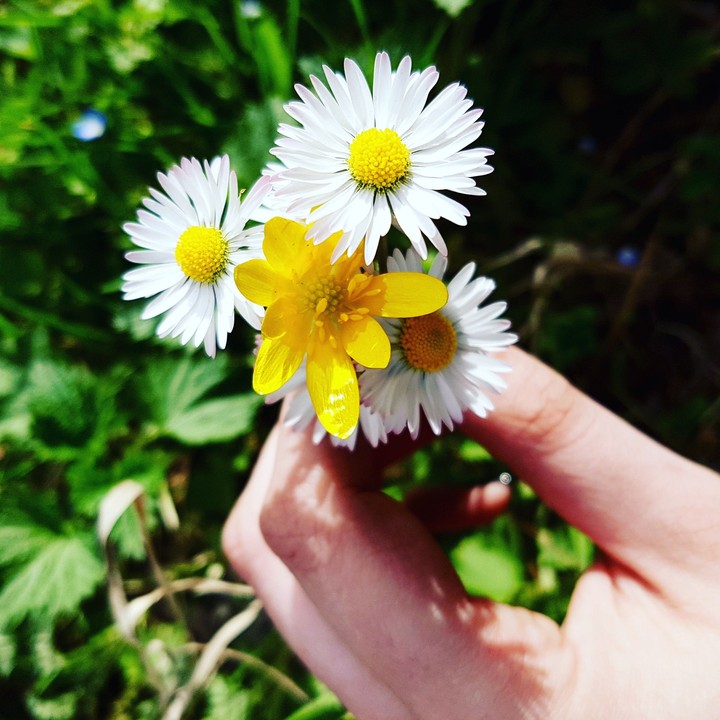 flowers