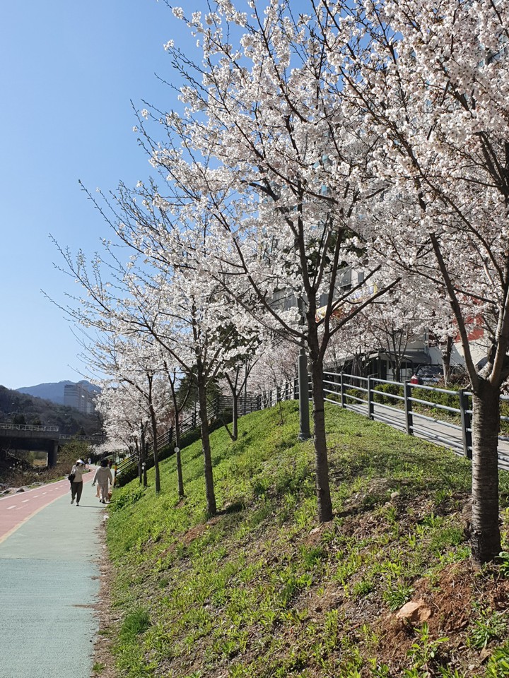 Spring Flowers