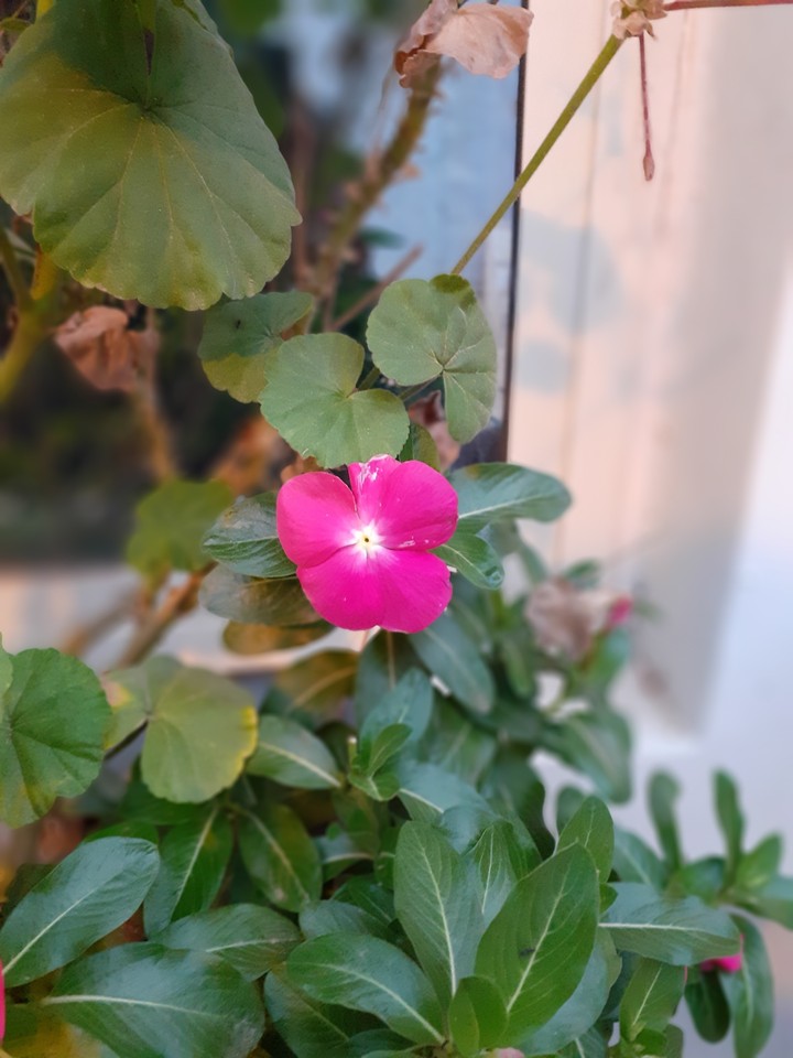 little flower