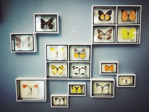 Butterflies