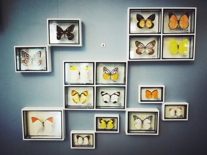 Butterflies