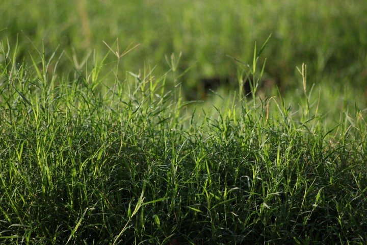 Grass